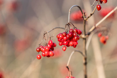 Close-up of red berries growing on tree