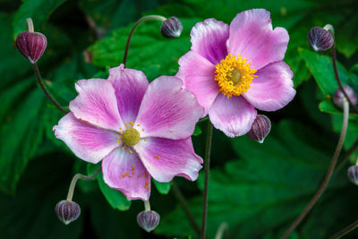 Close-up of pink flowering plants