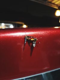 Close-up of insect on red light