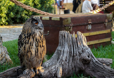 Close-up of owl perching on tree trunk