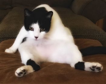 Cat relaxing at home