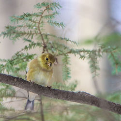 Close-up of goldfinch bird perching on tree