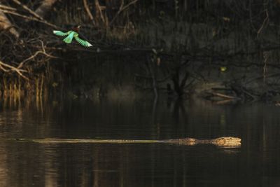 View of bird in lake