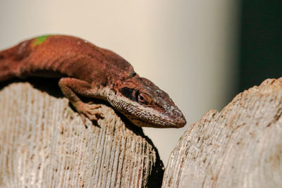 Close-up of lizard on wood