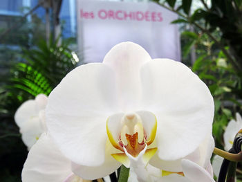 Close-up of white orchids