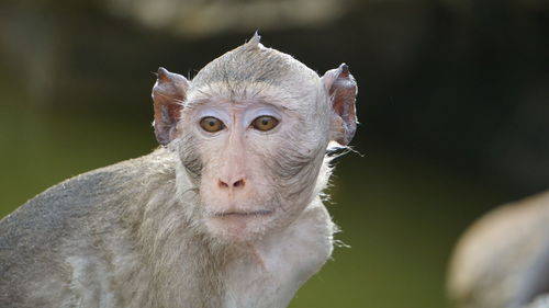 Close-up portrait of a monkey