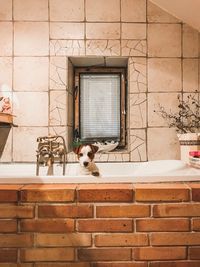 View of a cat looking through window