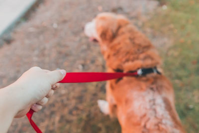 Close-up of hand holding dog