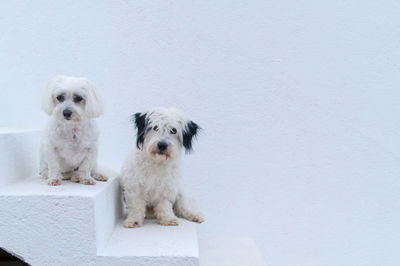 Portrait of white dog sitting