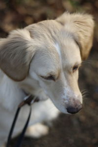 Close-up of dog looking away