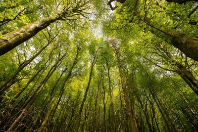 Low angle view of bamboo trees in forest