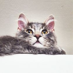 Close-up portrait of cat