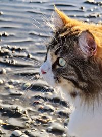 Cat on a beach