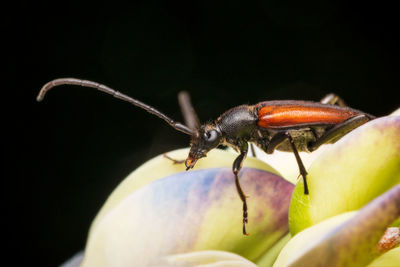 Close-up of insect