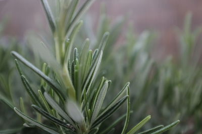 Close-up of wet plant in field