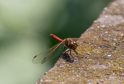 Close-up of dragonfly on rock