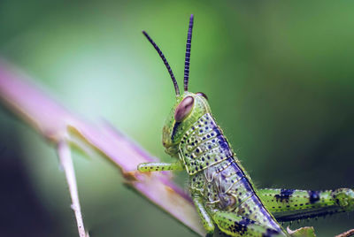 Close-up of butterfly on leaf