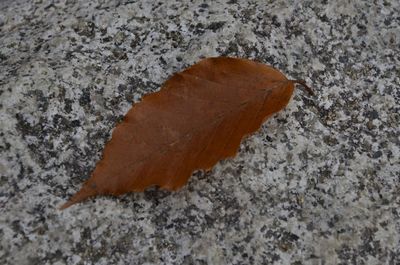 Close-up of leaves