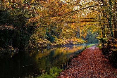 Scenic view of lake in forest during autumn