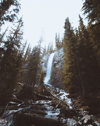 Trees growing in forest during winter