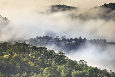 Tree growing amidst cloudscape