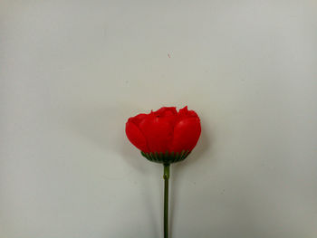 Close-up of red tulip against white background