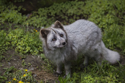 High angle view of cute young arctic fox in summer morph looking up with worried expression