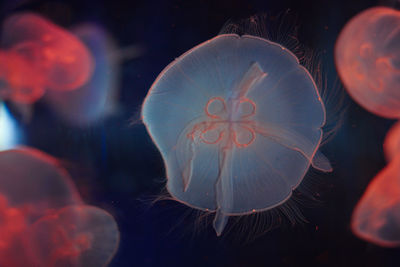 Close-up of jellyfish swimming in sea