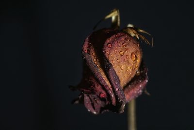 Close-up of wet rose at night