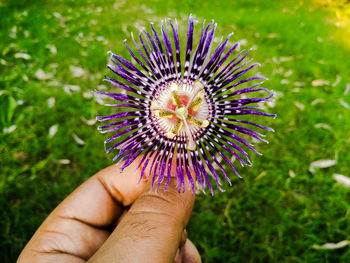 Close-up of man hand holding purple flower on field