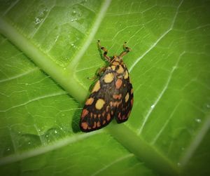 Close-up of spider on leaf