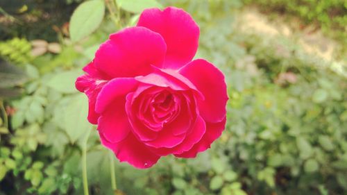 Close-up of pink rose