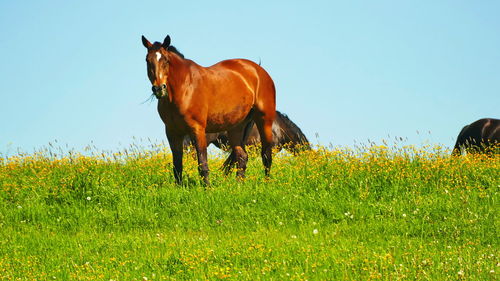 View of a horse on field