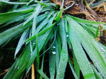 Close-up of wet plant