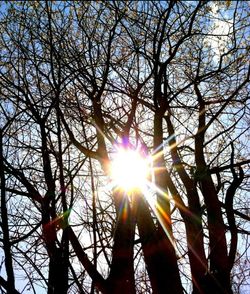 Sun shining through trees