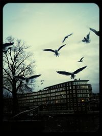 Low angle view of birds flying over buildings