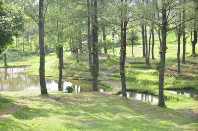 Scenic view of forest