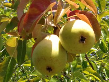 Close-up of apple growing on tree