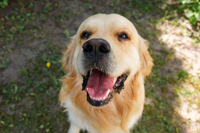 Close-up of dog