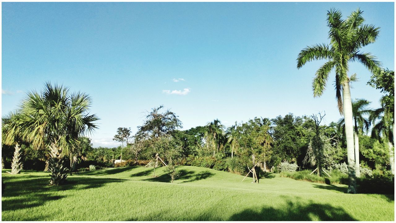 PALM TREES ON GOLF COURSE