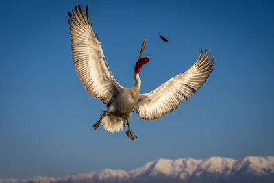 Low angle view of bird flying against sky