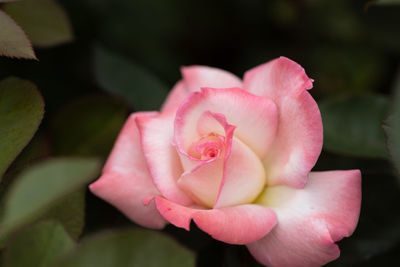 Close-up of pink rose