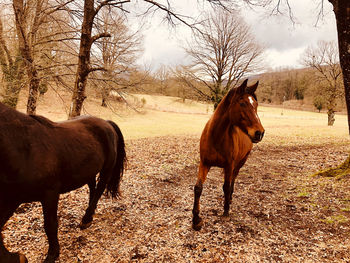 Horse in the field