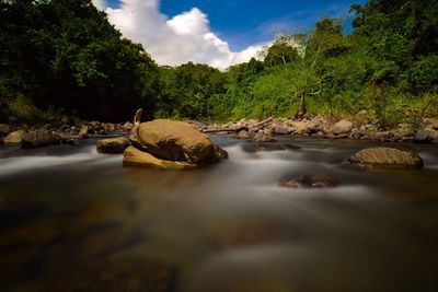 Surface level of river amidst trees against sky