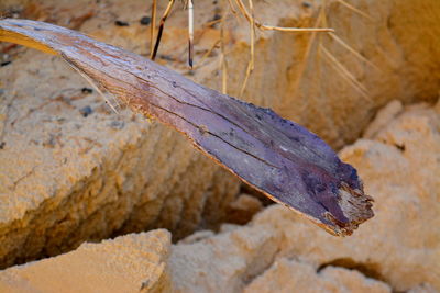 Close-up of lizard on wood