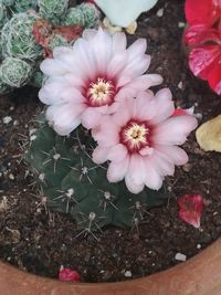 High angle view of pink flowering plant