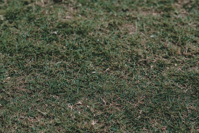 Full frame shot of grass on field