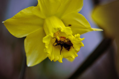 Close-up of insect on yellow flower