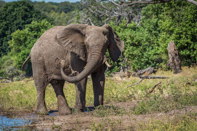 Elephant standing on field during sunny day