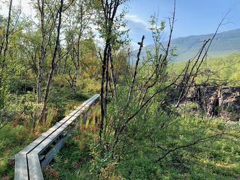 Railroad track amidst trees in forest